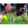 BIS 3 Terrier Speciality 2011
