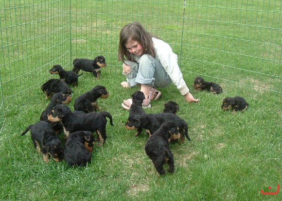 Ada with Mias 15 puppies!